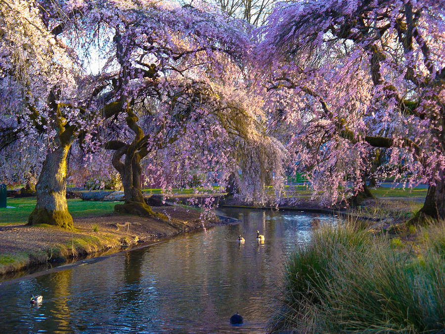 Spring in Portland Photograph by Craig Perry-Ollila