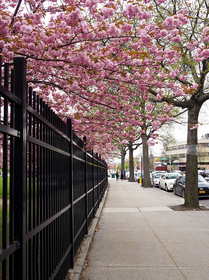 Spring Photograph - Spring in Queens by Patrick Byrnes