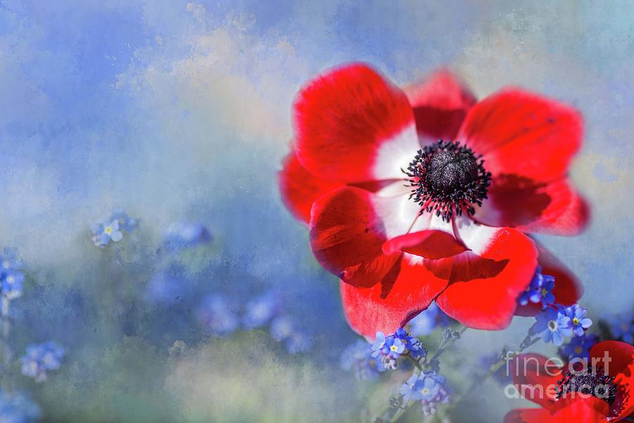 Spring in Red and Blue Photograph by Eva Lechner