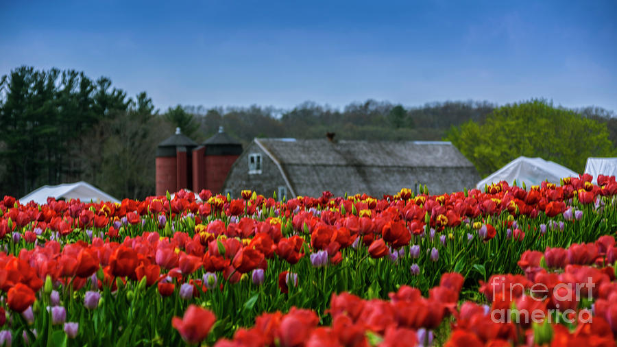 Spring in Rhode Island Photograph by New England Photography