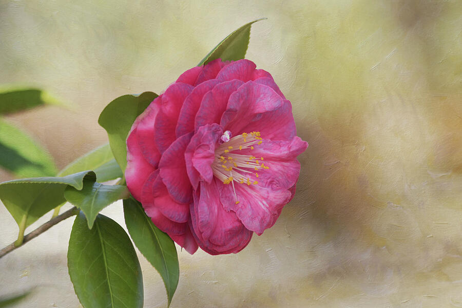 Flower Photograph - Spring in Savannah by Kim Hojnacki