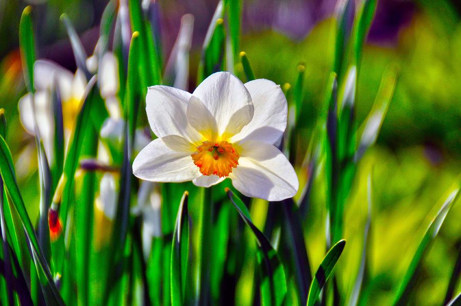 Spring In Sweden Photograph by Stefan Pettersson