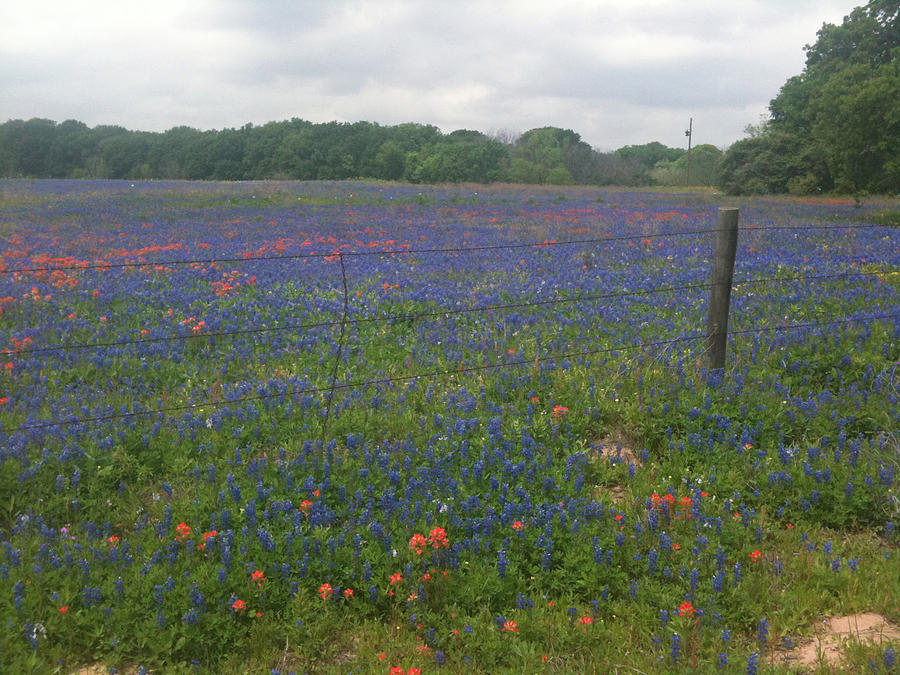 Bluebonnets Photograph - Spring in Texas by Vickie Judkins