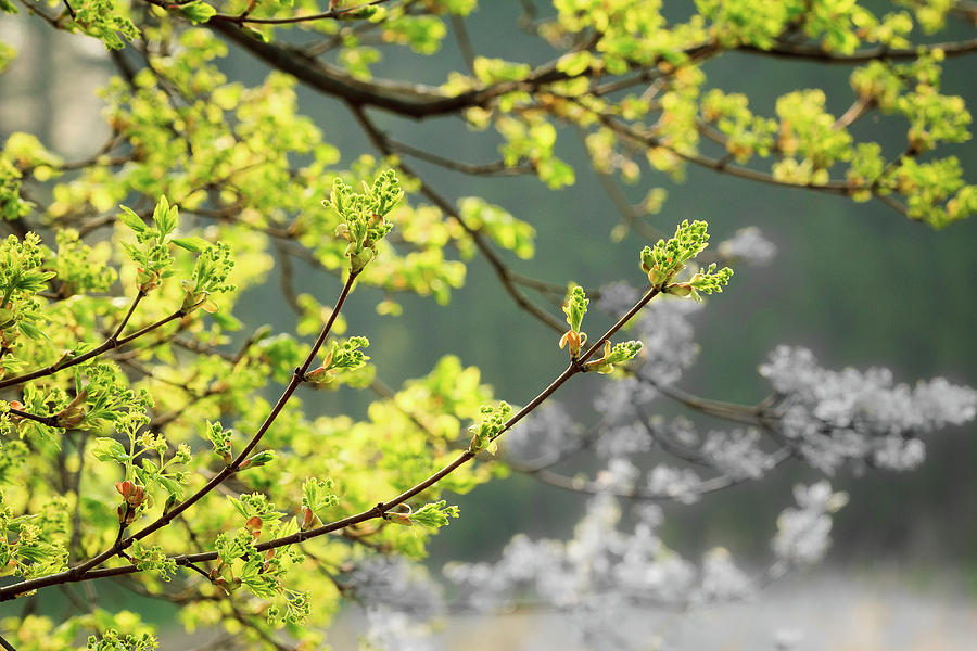 Spring in the Arboretum Photograph by Joni Eskridge