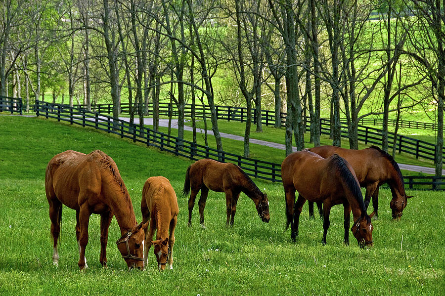 Spring in the Bluegrass Photograph by Rebecca Higgins