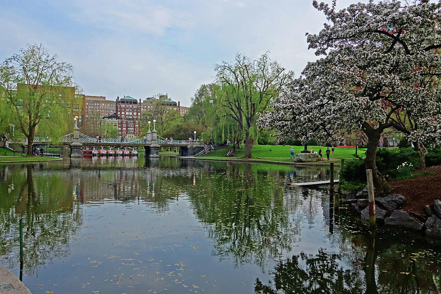 Spring in the Boston Public Garden Boston MA Photograph by Toby McGuire