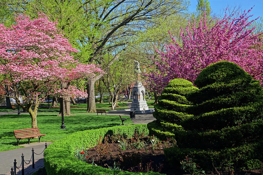 Spring in the Boston Public Garden Carved Shrubs Boston MA Photograph by Toby McGuire