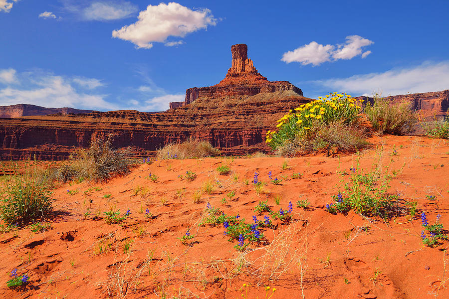 Spring in the Canyon Photograph by Greg Norrell