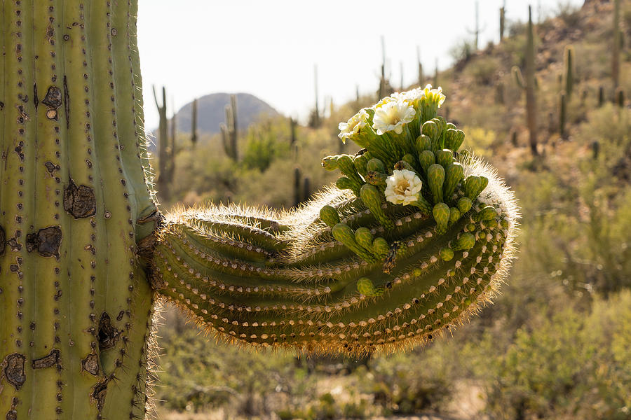 Spring in the desert Photograph by Mike Evangelist