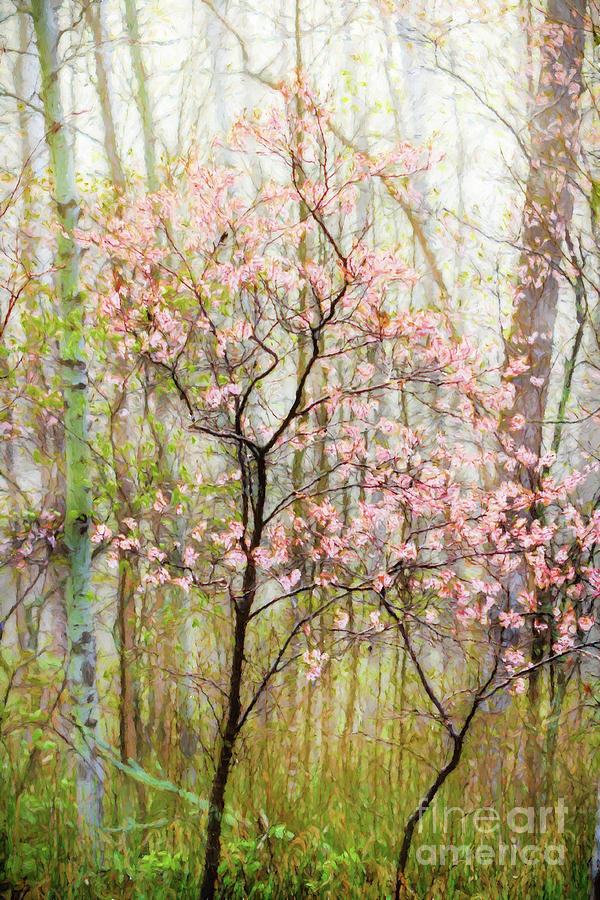 Spring in the Forest Photograph by Lori Dobbs