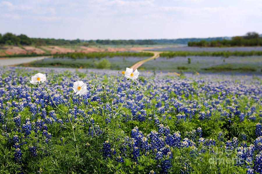 Spring in the Hill Country Photograph by Cathy Alba