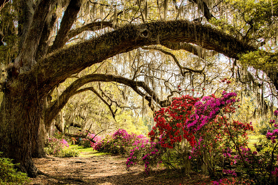 Spring in the Lowcountry 2 Photograph by Lynne Jenkins