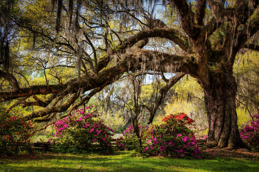 Spring in the Lowcountry Photograph by Lynne Jenkins
