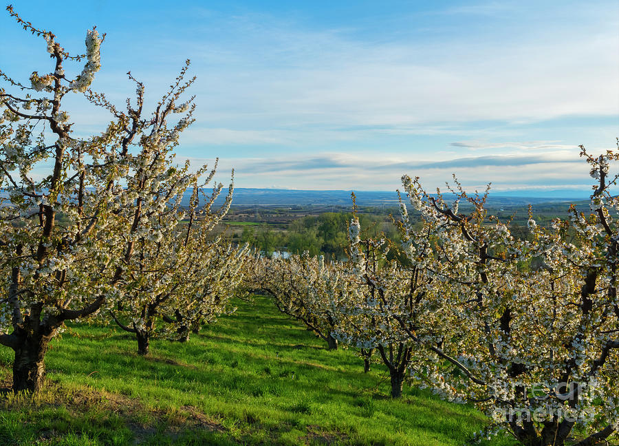 Spring in the Orchard Photograph by Michael Dawson