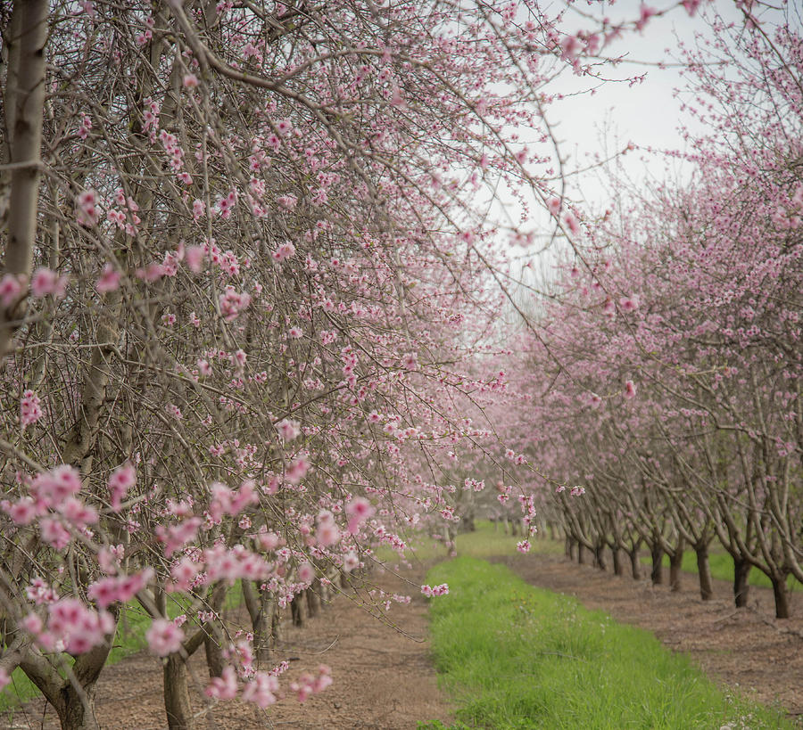 Spring in the Orchard Photograph by Wendy Carrington