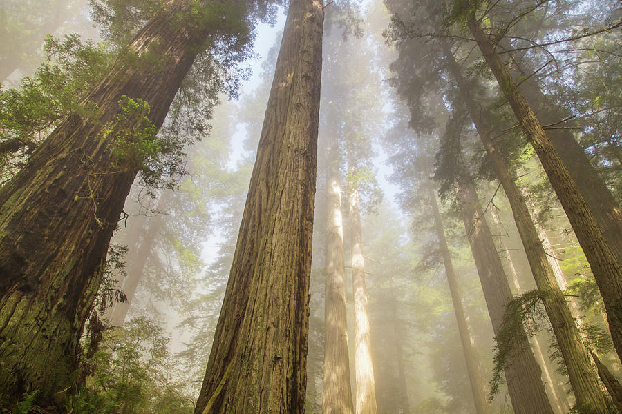 Spring in the redwoods Photograph by Kunal Mehra