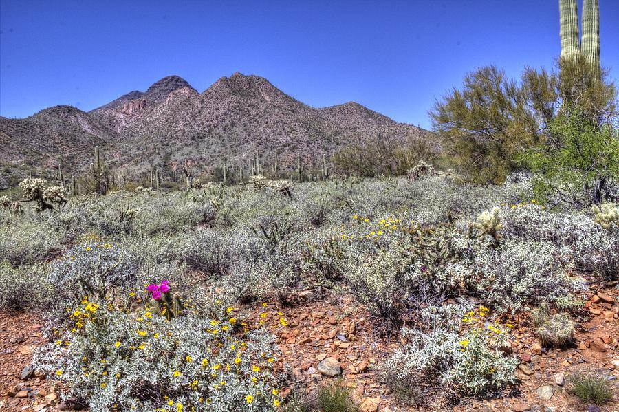 Spring in the Sonoran Desert at Spur Cross Ranch Photograph by Roger Passman