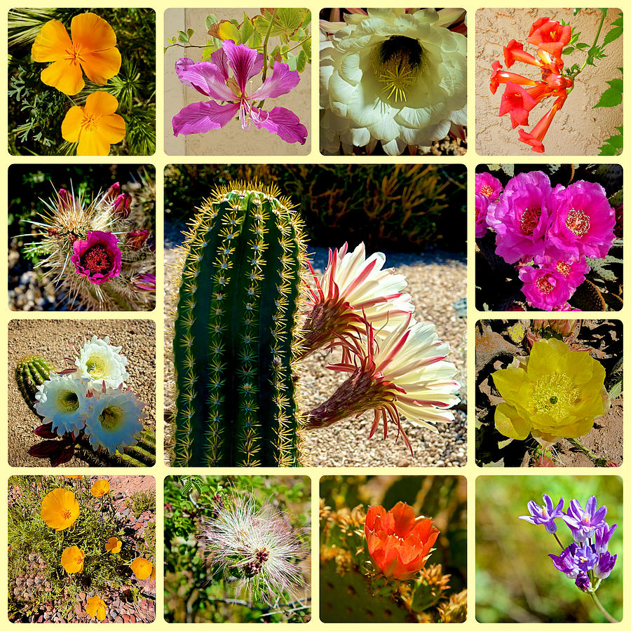 Spring in the Sonoran Desert Photograph by Barbara Zahno