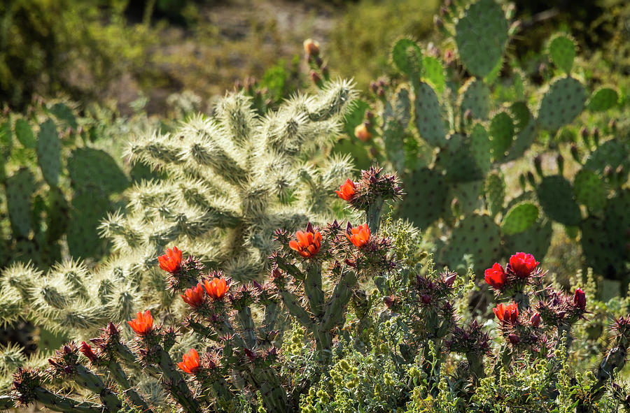 Spring in the Sonoran  Photograph by Saija Lehtonen