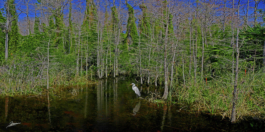Spring in the Swamp Photograph by Phil Jensen