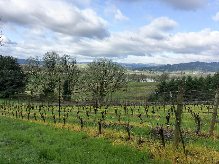 Spring in the Vineyard Photograph by Jean Noren
