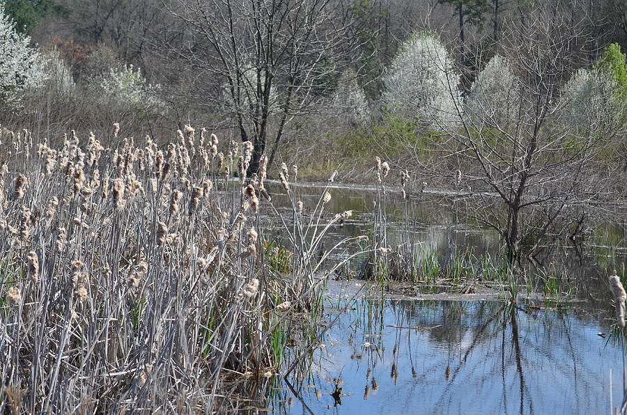 Spring in the Wetlands Photograph by Maria Urso