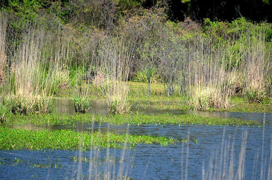 Spring in the Wetlands of Alabama Photograph by Maria Urso