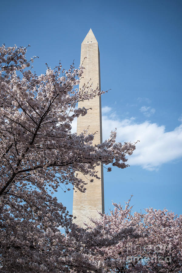 Spring In Washington Dc Photograph by Judy Wolinsky