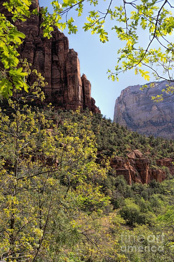 Spring in Zion Photograph by Peggy Hughes