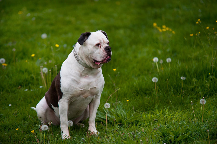 Spring Photograph - Spring Inspiration. American Bulldog  by Jenny Rainbow