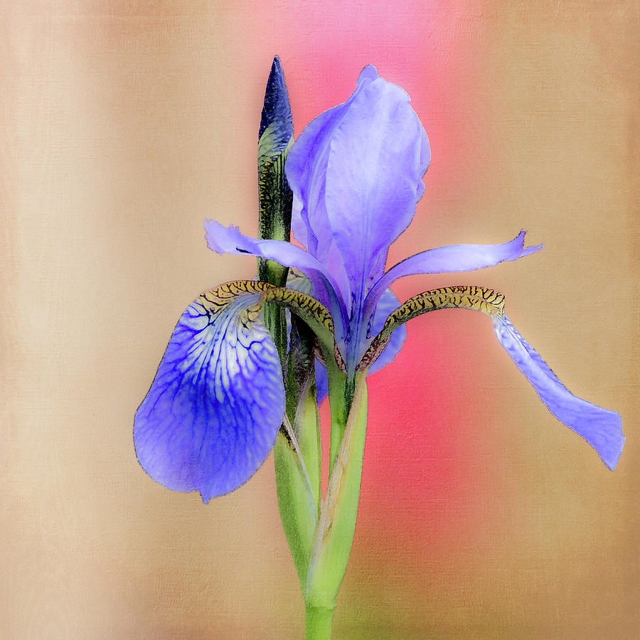 Spring Iris 2 Photograph by Debra Martz