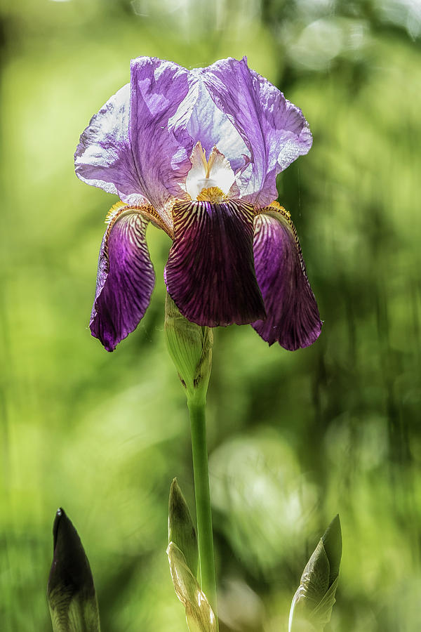 Spring Iris Photograph by Belinda Greb
