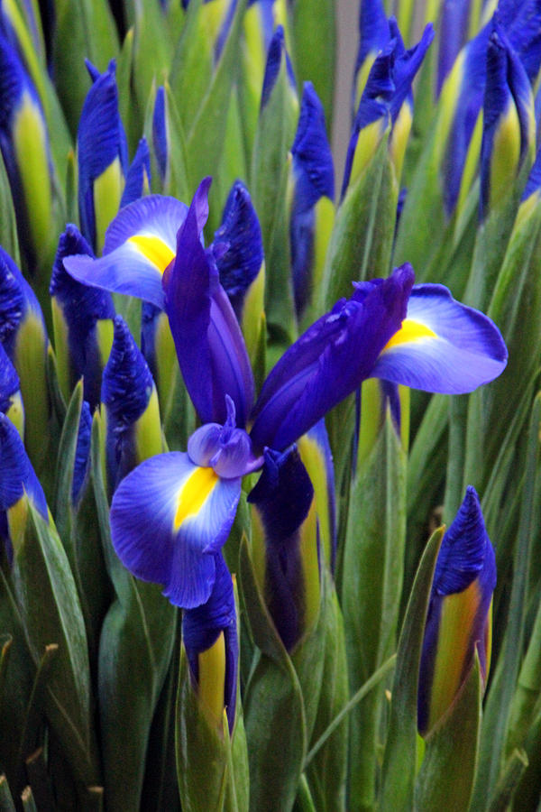 Iris Photograph - Spring Iris by Carolyn Stagger Cokley