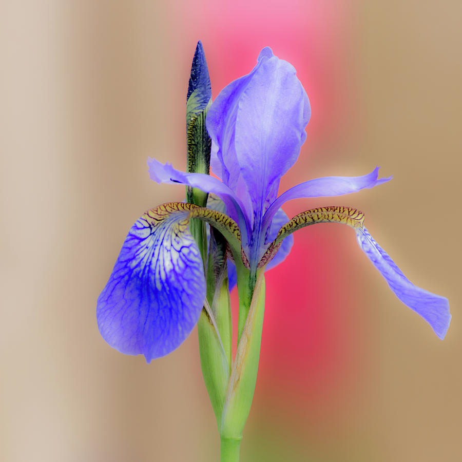 Spring Iris Photograph by Debra Martz