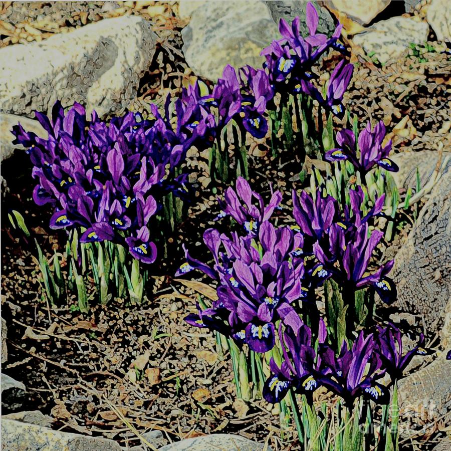 Spring Iris Photograph by Diane montana Jansson