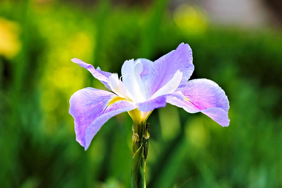 Spring Iris Photograph by Katherine White