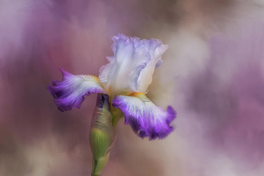 Spring Iris Photograph by Kim Hojnacki