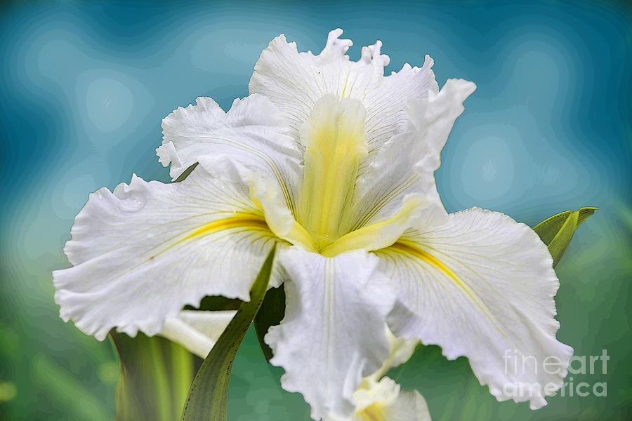 Spring iris Photograph by Minnetta Heidbrink - Fine Art America