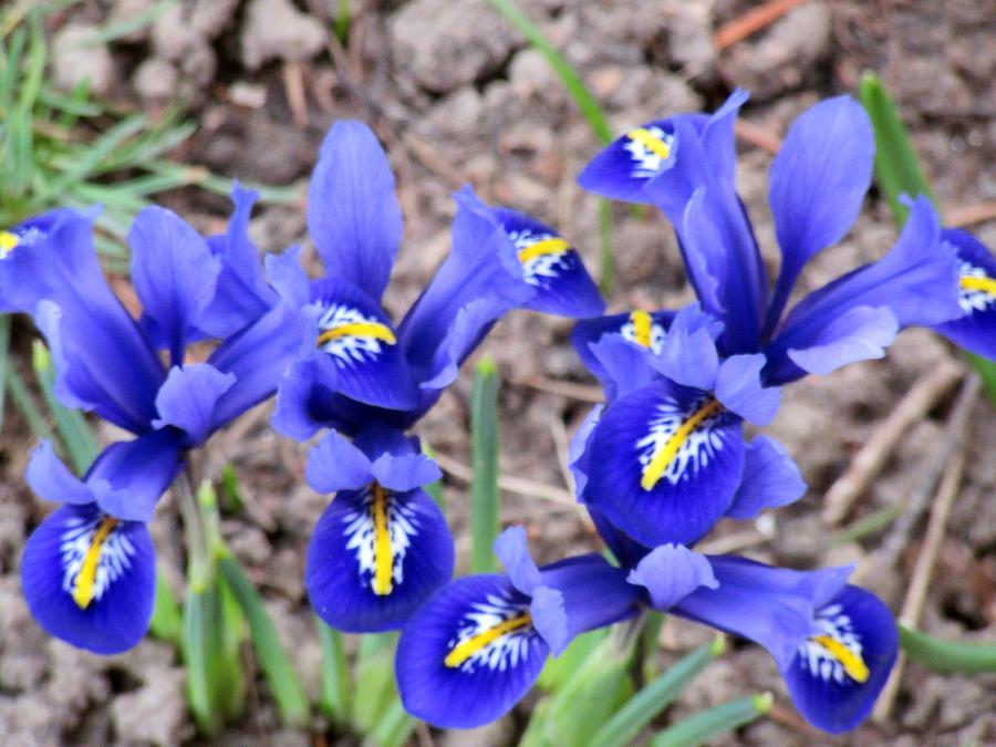 spring Iris Photograph by Vesna Martinjak