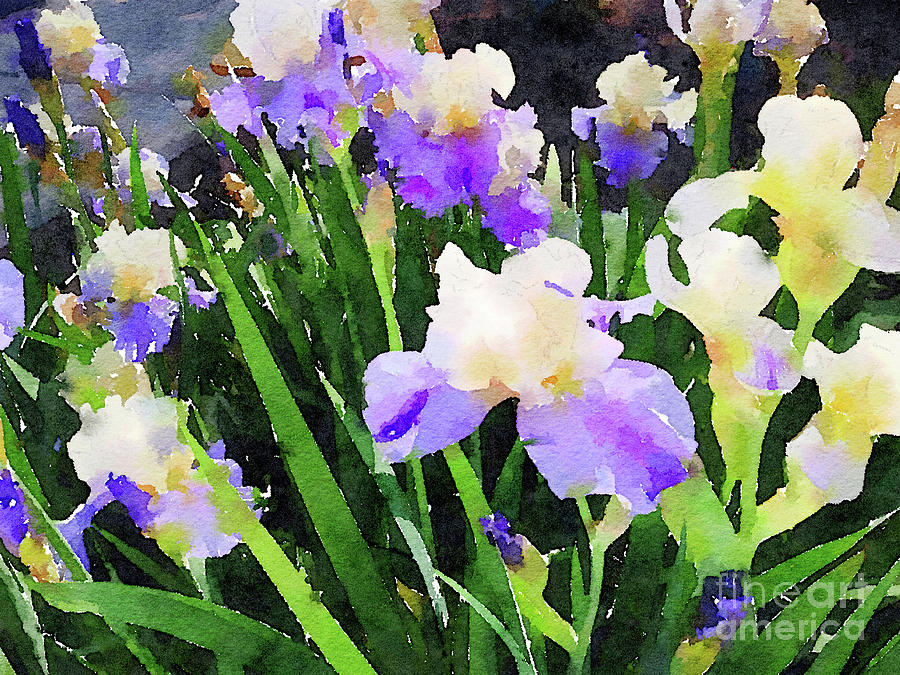 Spring Irises Photograph by Chris Scroggins