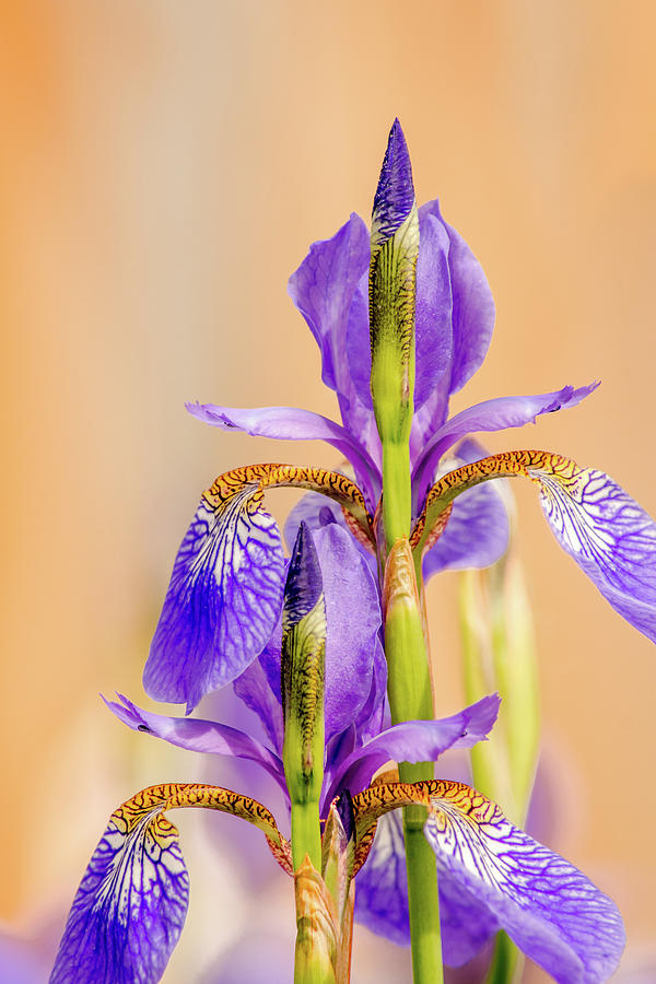 Spring Irises Photograph by Debra Martz
