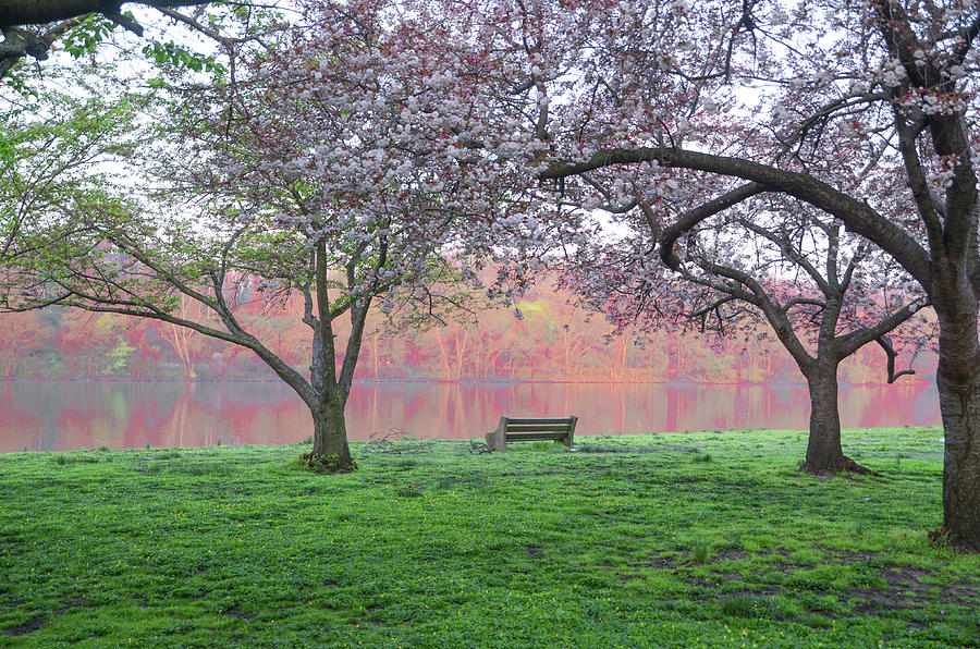 Spring is Blooming Along the Schuylkill River Photograph by Bill Cannon