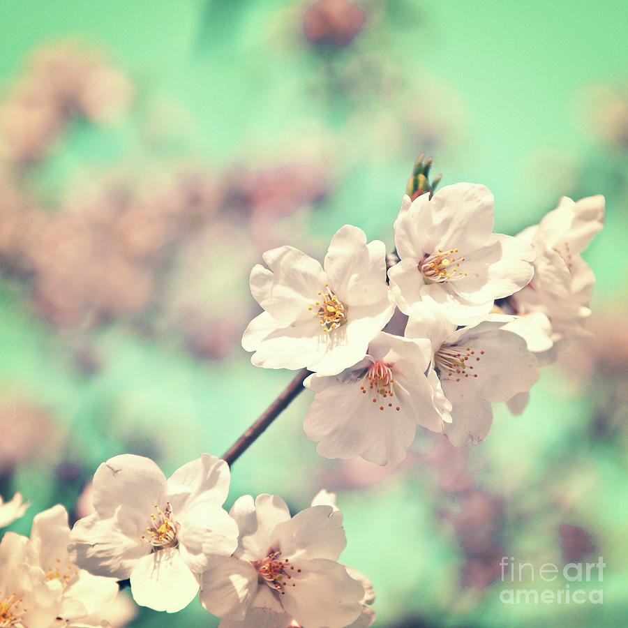 Spring is coming, Cherry blossom Photograph by Delphimages Photo Creations