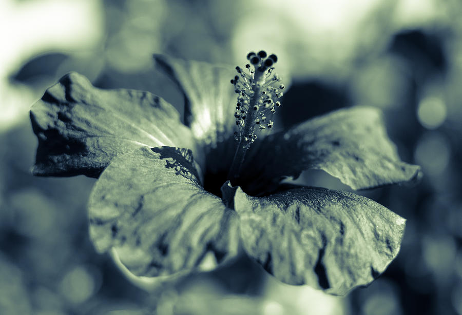 Spring is coming - Monochrome Photograph by AM FineArtPrints