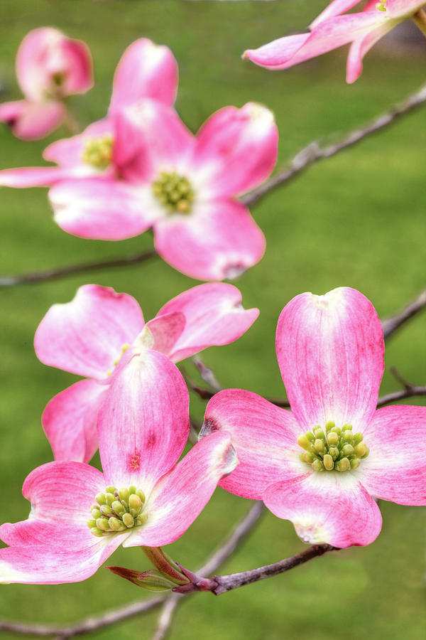 Spring is for Dogwoods Photograph by Dan Carmichael