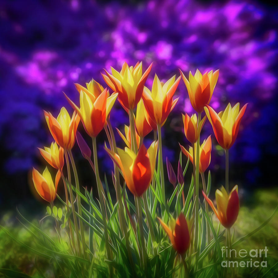 Tulip Photograph - Spring Is Here by Doug Sturgess