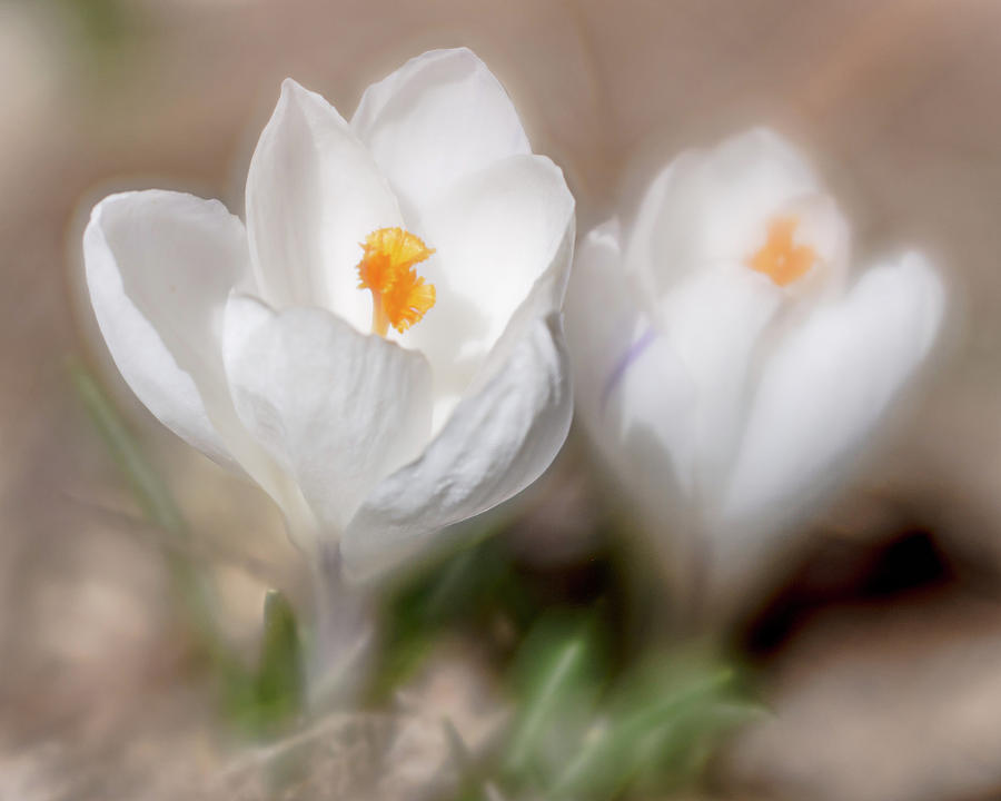 Spring is Here Photograph by Jennifer Grossnickle