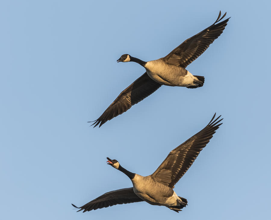 Spring Is Here Said The Geese Photograph by Thomas Young