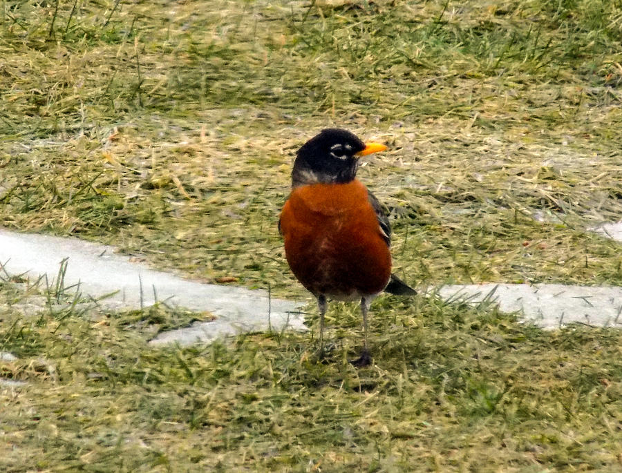 Robin Photograph - Spring is Here by William Tasker