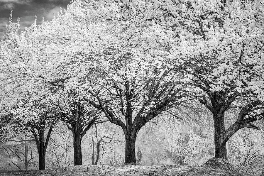 Spring Joy in Black and White Photograph by Debra and Dave Vanderlaan